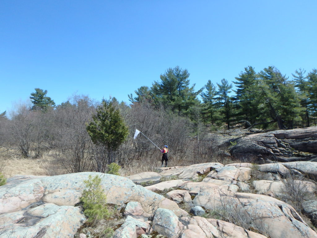 Hayley on a wide rock with a bee net