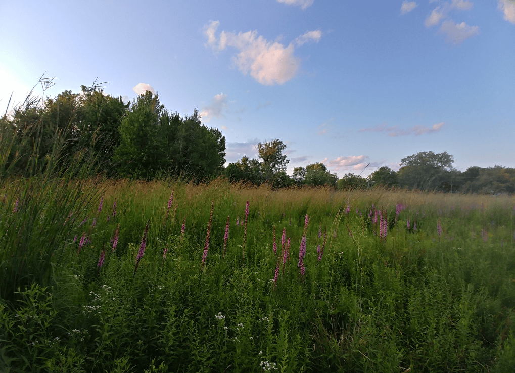 SayingGoodbyeToOjibwayPrairie_Field