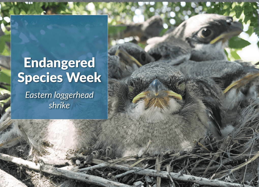 EndangeredSpeciesWeek_ShrikeHeader