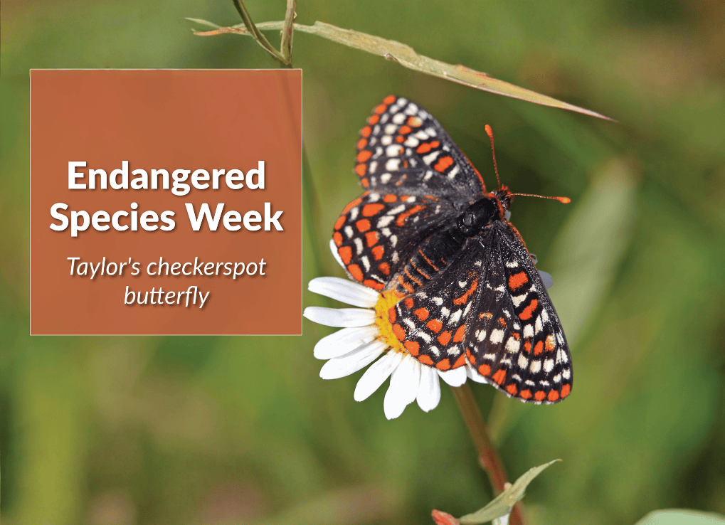 EndangeredSpeciesWeek_TCBHeader
