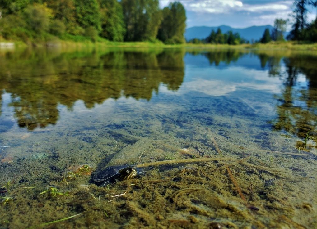 Western Painted Turtle breaching from the top of a calm lake surrounded by lush green nature.