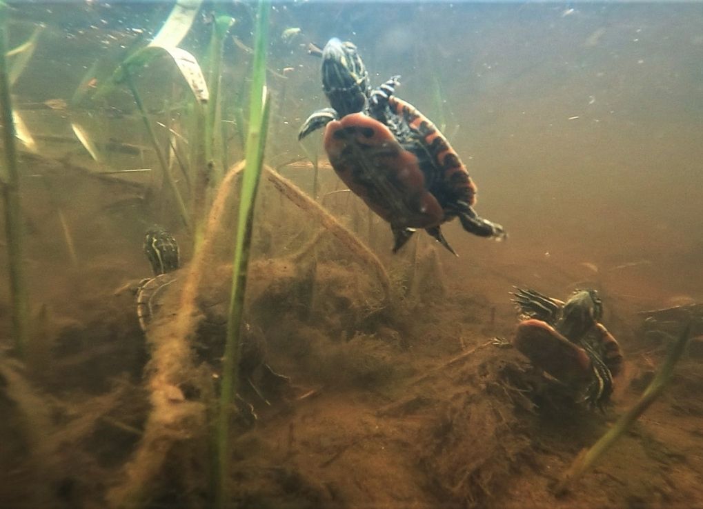 Western Painted Turtles swimming in murky water.