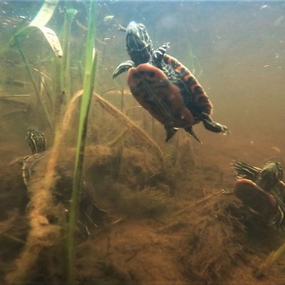 Western Painted Turtles swimming in a murky tank