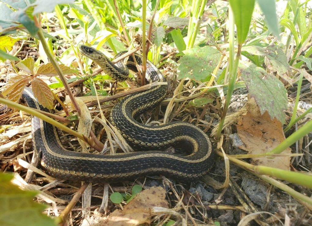 Eastern Gartersnake on the ground in weeds.
