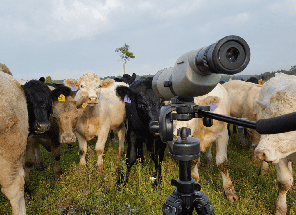 Multiple Cows in the field of Carden Alvar looking towards the camera while biologist Alisa Samuelson surveys Loggerhead Shrikes.