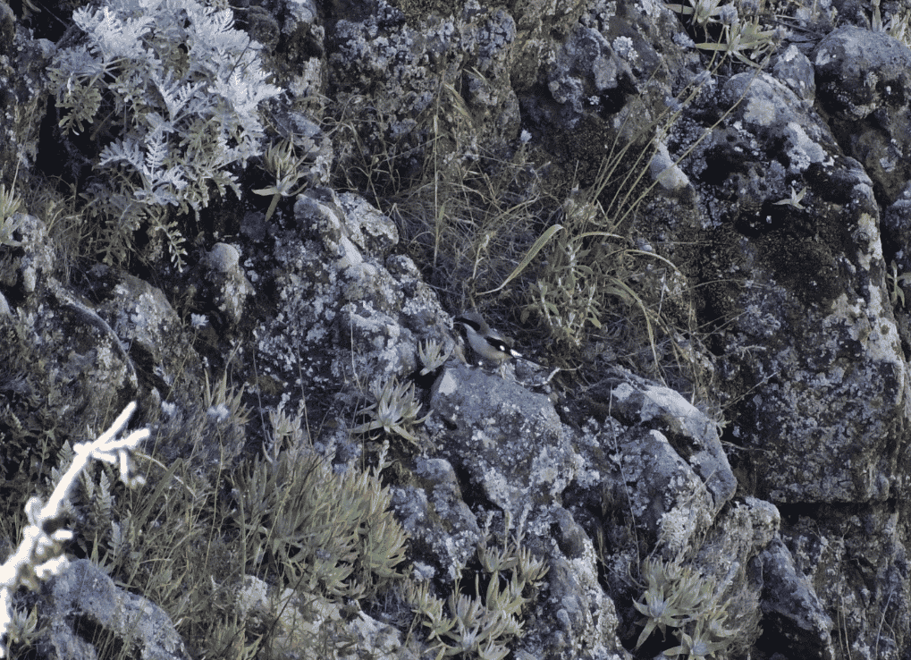 TheReturnOfALoggerheadShrikeBiologist_LoggerheadShrikeHuntingBig_ASamuelson Larger image of Loggerhead Shrike camouflaged against rocky canyon while hunting.