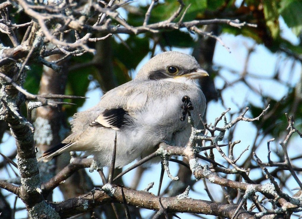 A 3 week old Loggerhead Shrike chick on a tree branch.