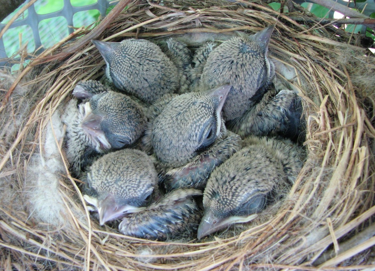 Six 10 day old shrike nestlings huddled in their nest.