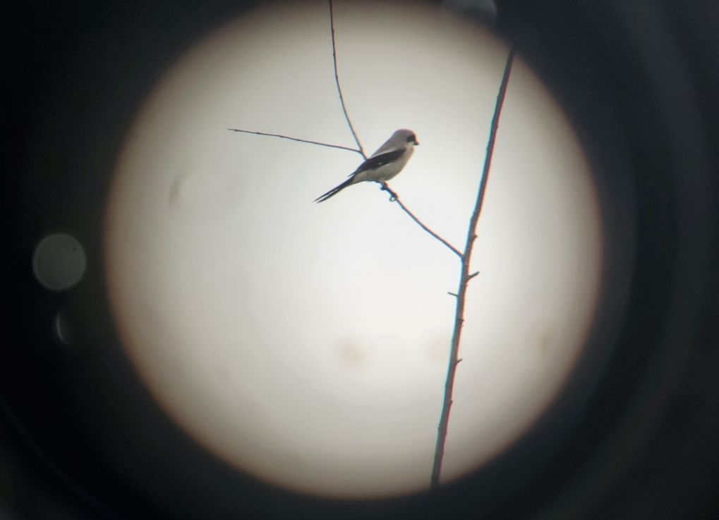 ThereIsNoPauseForEasternLoggerheadShrike!_ShrikeScope_E-JMorin An Eastern Loggerhead Shrike on a tree branch seen through a spotting scouting scope.