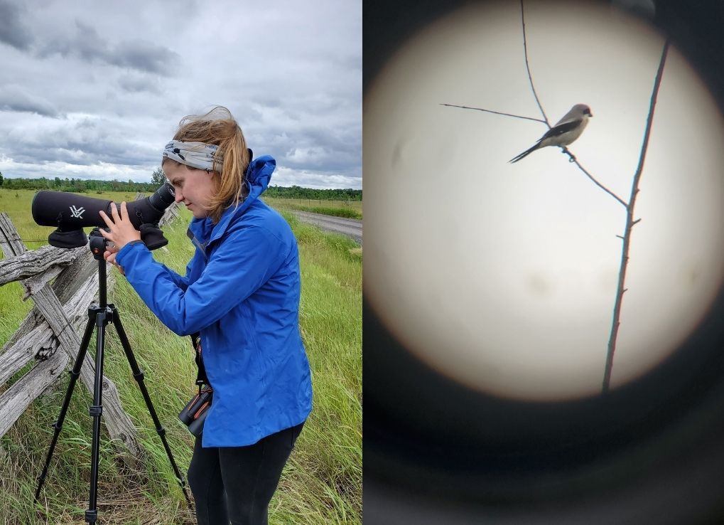 Split image with field biologist Eliza-Jane Morin on the left, using a spotting scouting scope to get a good view of a loggerhead shrike on a tree on the right side.