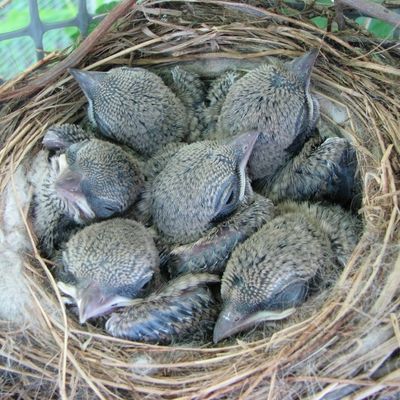 Six 10 day old shrike nestlings huddled in their nest.
