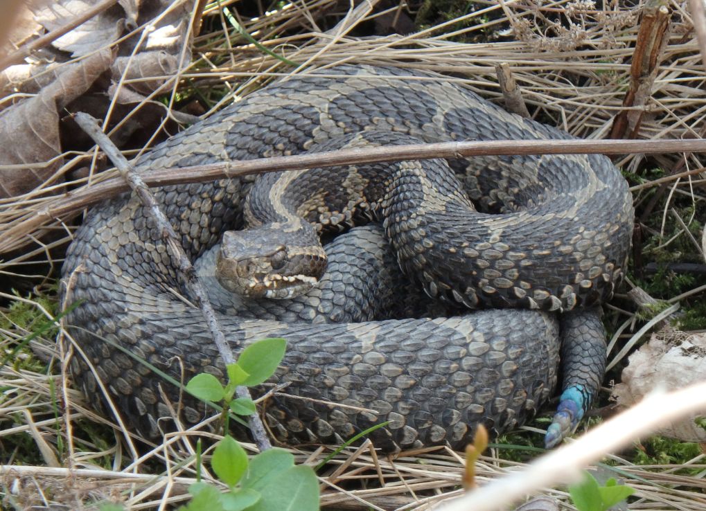 Massasauga Rattlesnake curled up on the ground.