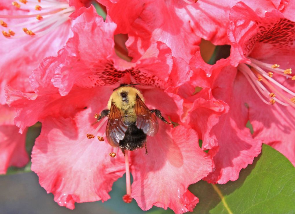 Bee taking nectar from a pink flower.