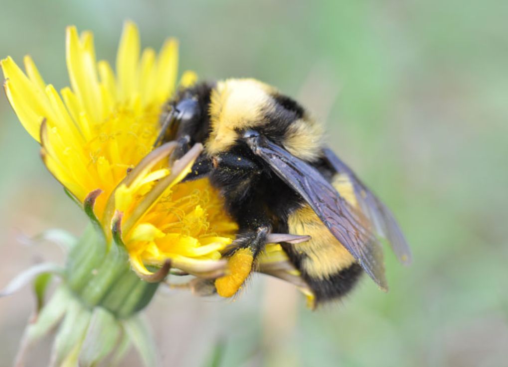 A Bumble bee taking nectar from a yellow dandelion.