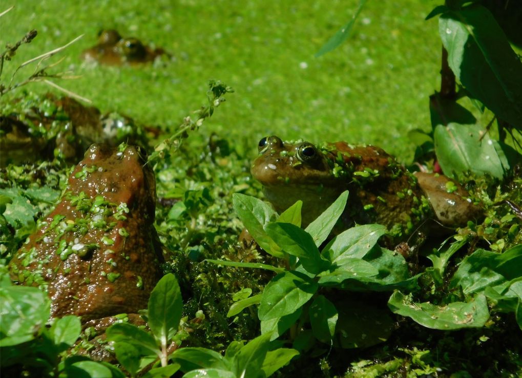 Two Frogs covered in green algae.