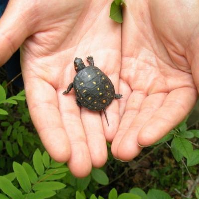 Small turtle in the palms of a WPC employee.
