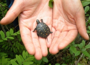 Small turtle in the palms of a WPC employee.