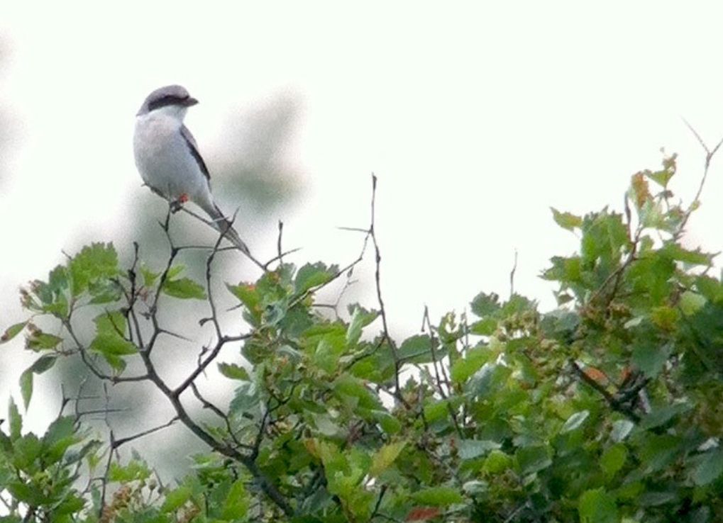 A wild shrike with newly attached colour-bands perched on a tree branch.