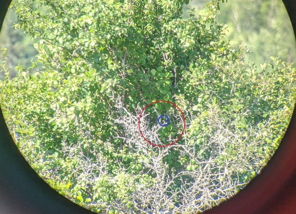 distant view of eastern loggerhead shrike on nest with a red circle to show where it is