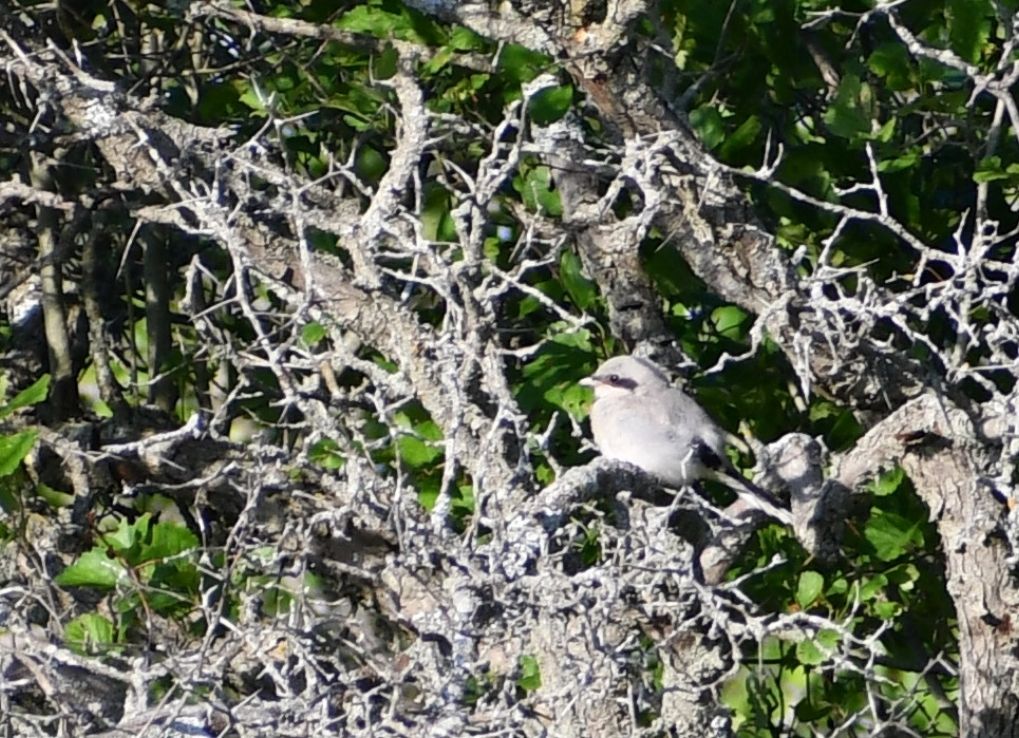 Juvenile eastern loggerhead shrike on nest