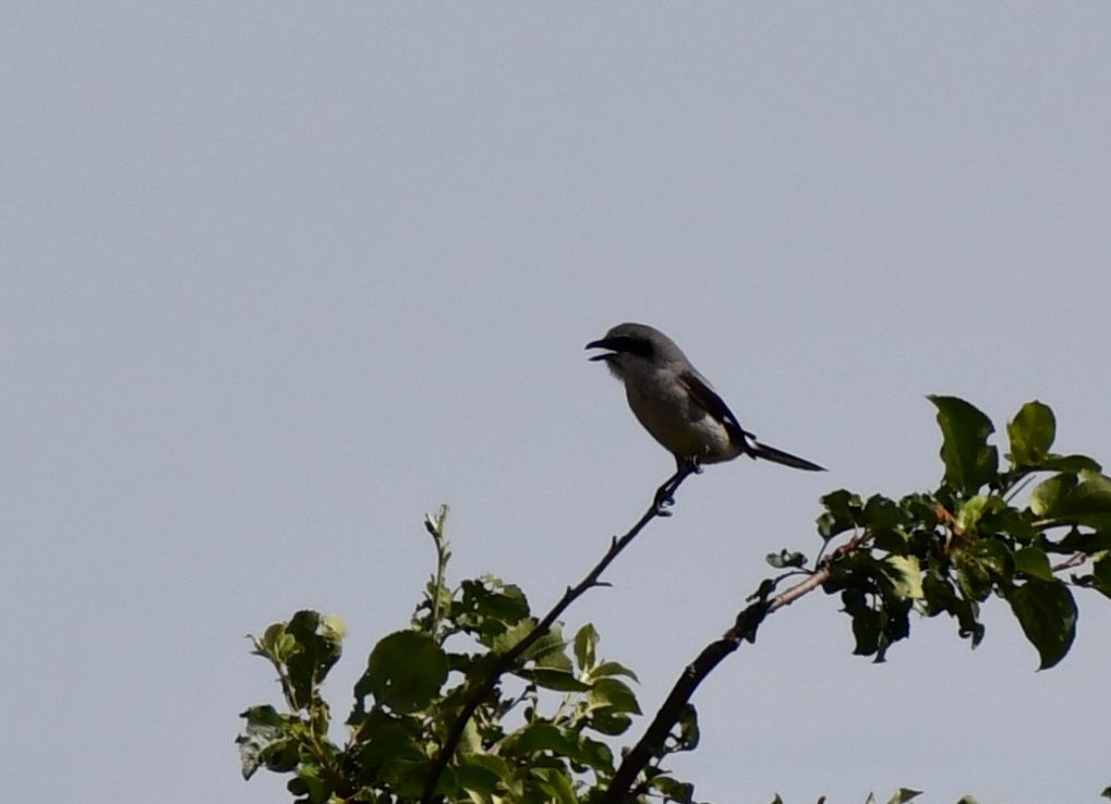 2020IsAStrangeYearForShrikeToo_MaleShrikeSinging_ASamuelson Eastern loggerhead shrike on perched on a tree