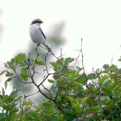 A wild shrike with newly attached colour-bands perched on a tree branch.