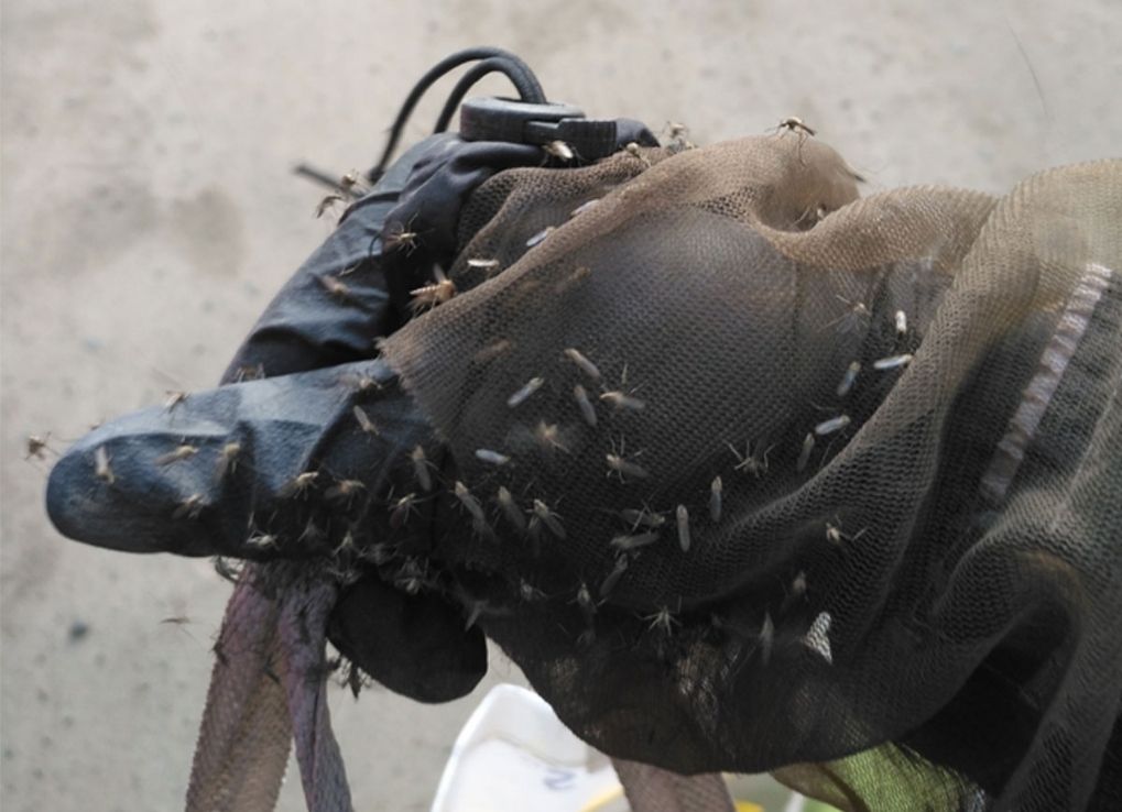Gloved hand with many mosquitos on it.