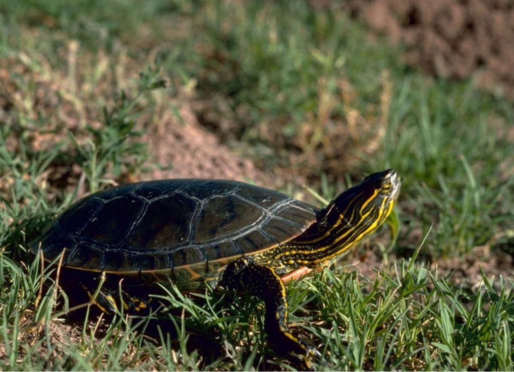 AMillionMosquitoesBiteInTheNight_PaintedTurtle