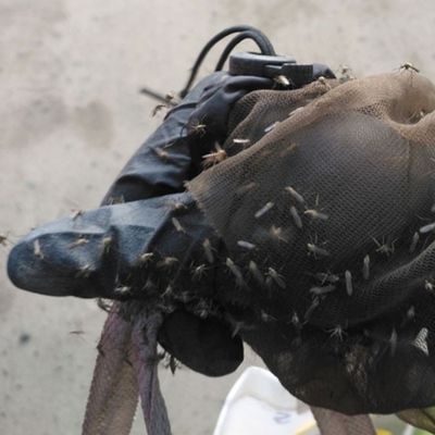 Gloved hand with many mosquitos on it.