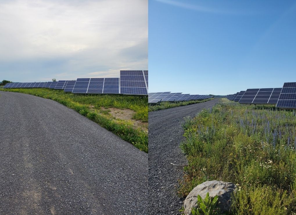 Two images side by side of a solar farm on a sunny day with flowers in the field.