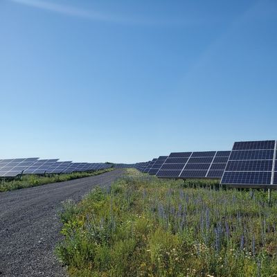 A solar farm on a sunny day with flowers in the field.