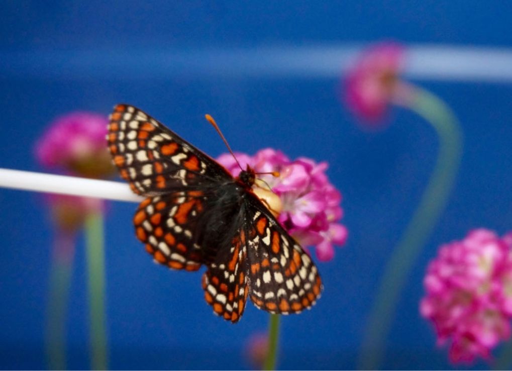 ILoveTaylor'sCheckerspot!_TaylorsCheckerspot Taylor's Checkerspot Butterfly on a pic flower with a blue background.