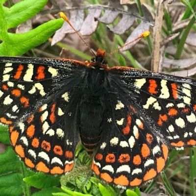 Taylor's Checkerspot Butterfly, view from above.