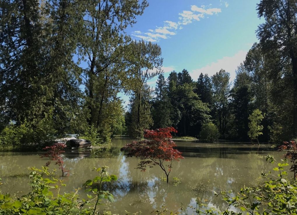 TurtlesPlayByTheirOwnRules_FloodedHorseField_SMcDonald Flooded Horse Field on a sunny day with murky water and lots of trees.
