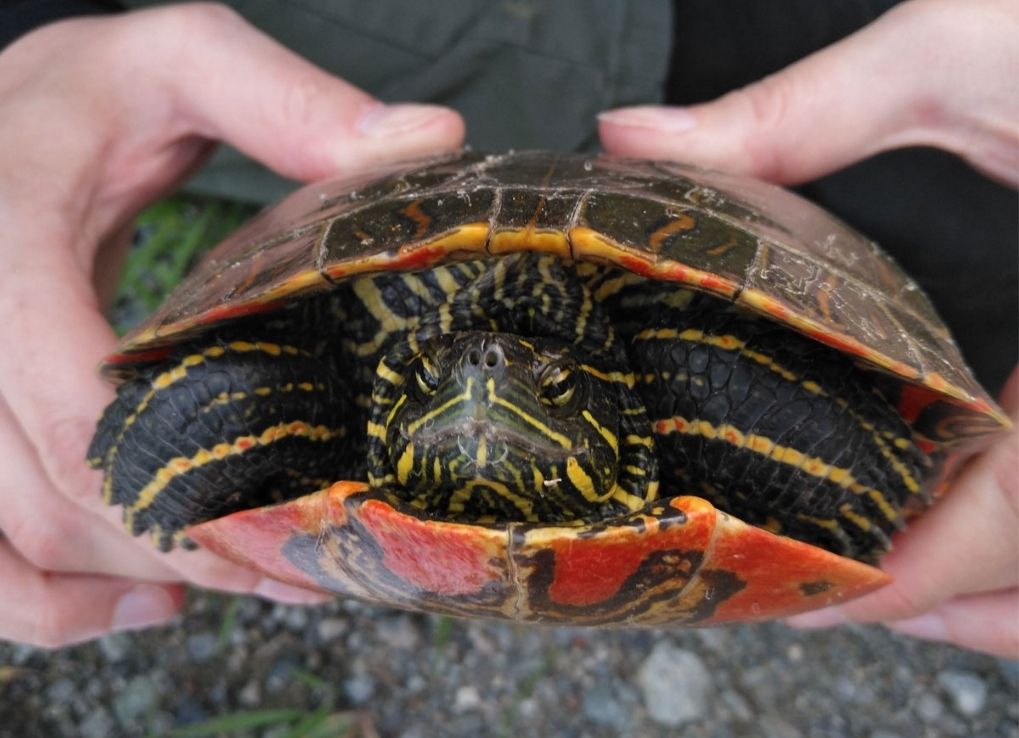 Western Painted Turtle in the hands of a WPC employee.