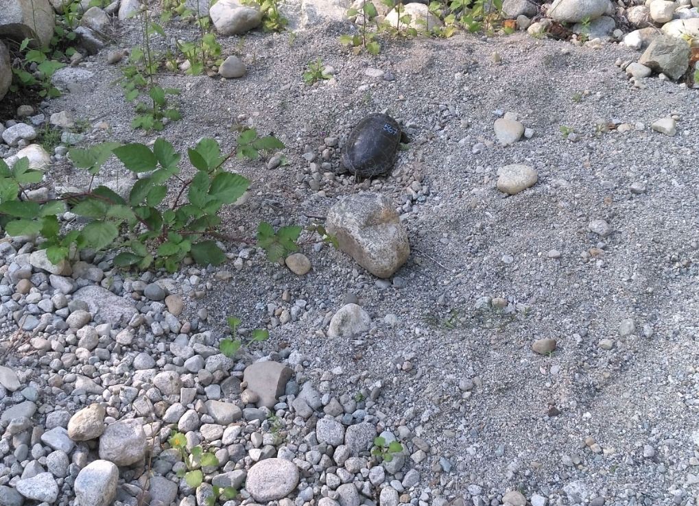 Western Painted Turtle nesting in a bed of rocks.