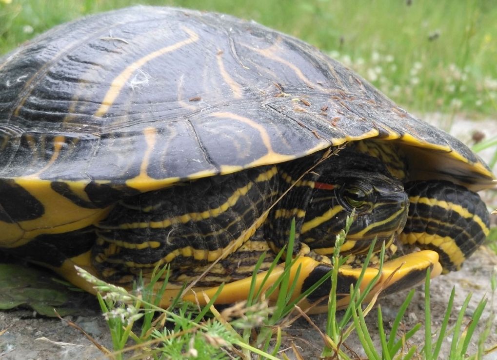 A red eared slider on the ground, motionless.