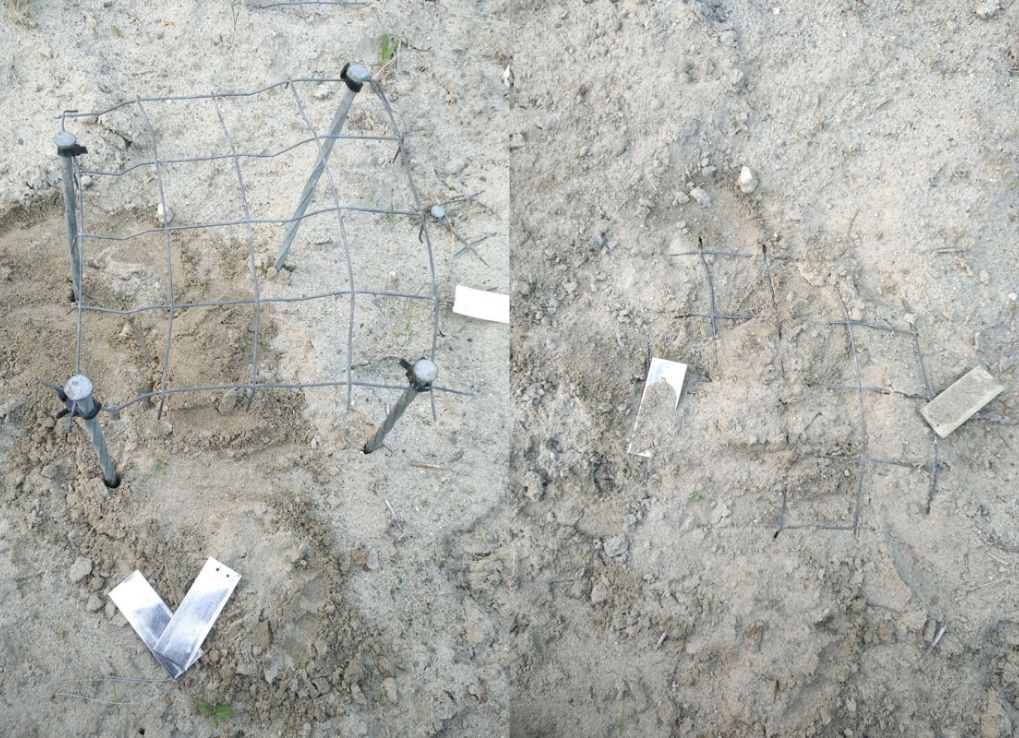 A side by side images of a cage above a western painted turtle nest on the right, and the cage secured into the ground on the right.