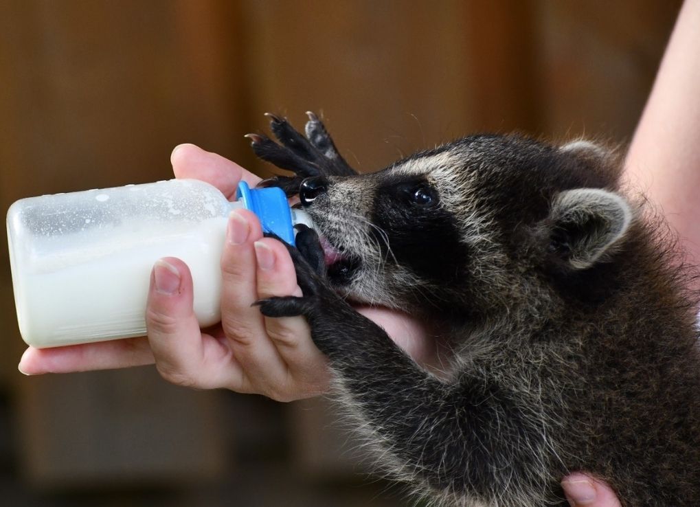 Young racoon drinking out of a bottle