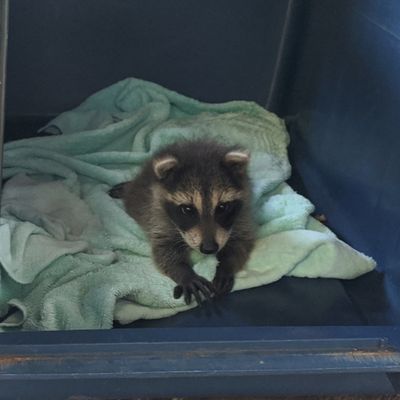 A raccoon kit wrapped in a blanket in an enclosure.