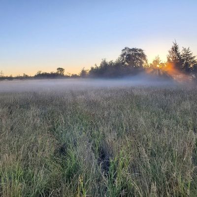 Sunrise on a field with a layer of fog clearing up.