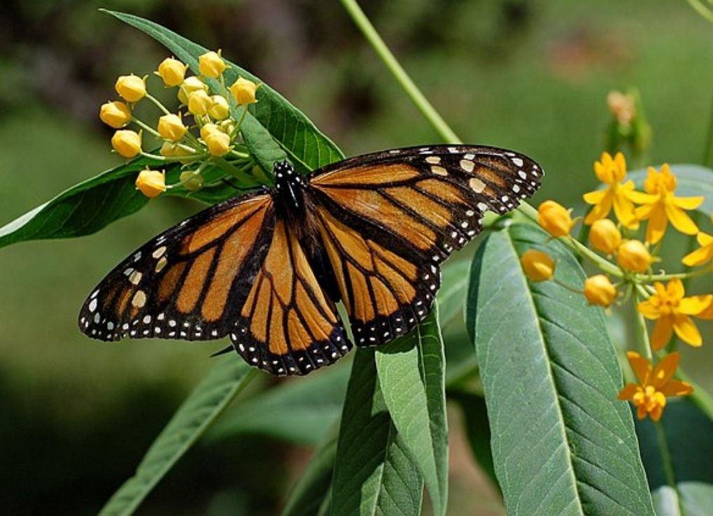 KeepingMilkweedInThePrairie_MonarchOnMilkweed Monarch on Milkweed.