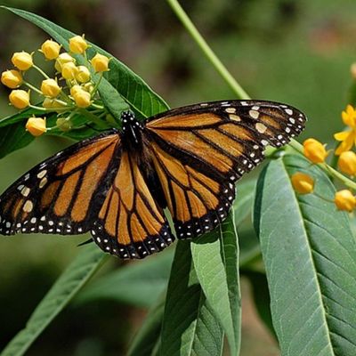 Monarch on Milkweed.