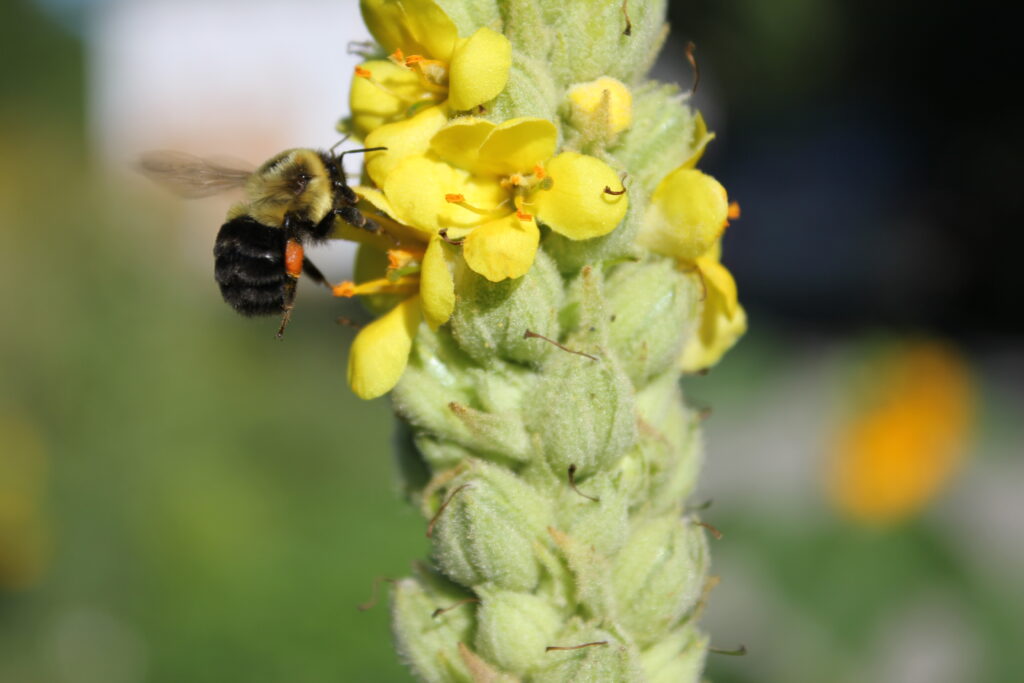 GoingLawnlessForNativePollinators_BumbleBeeOnMullein_C.Kenny