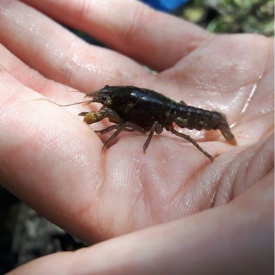 Digger Crayfish in the palm of a hand
