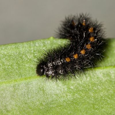 Taylor's checkerspot caterpillar on a green leaf.
