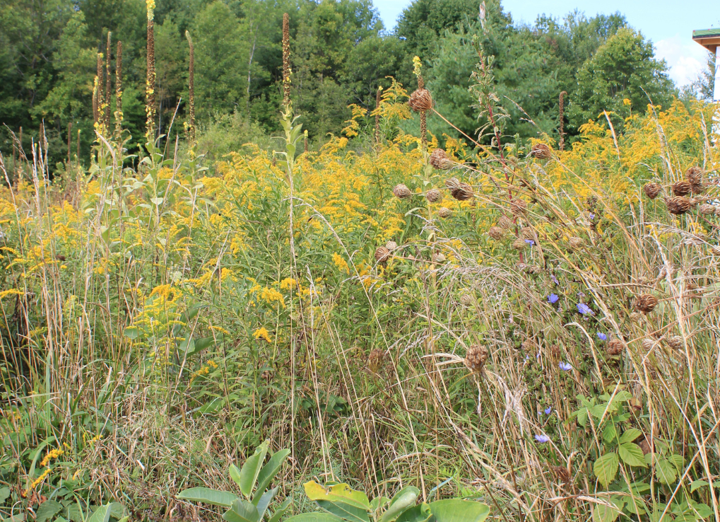 A lawn full of weeds and native plants