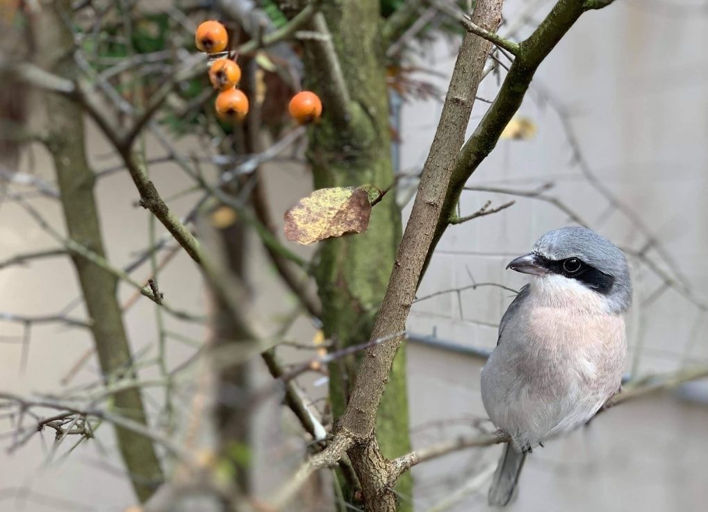 Eastern Loggerhead Shrike perched on a tree branch.