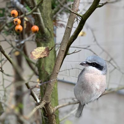 Eastern Loggerhead Shrike perched on a tree branch.