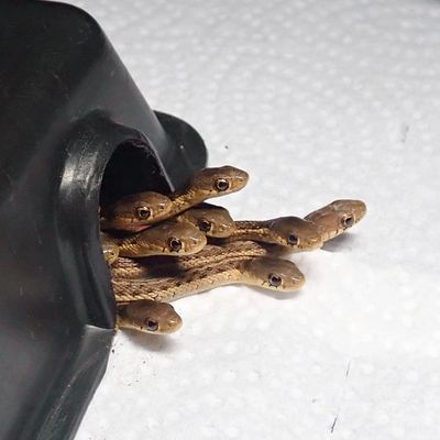 Baby eastern gartersnakes in WPC’s temporary housing facility.